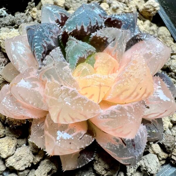 多肉植物 ハオルチア 赤岩オブツーサ錦 鮮明錦 糊斑 斑入り 特選 大株