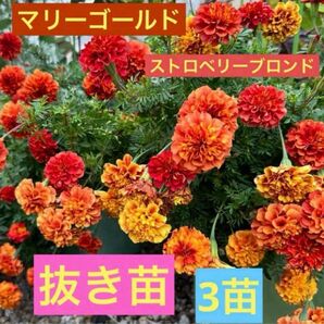 マリーゴールド フレンチマリーゴールド ストロベリーブロンド 抜き苗 3苗⑦