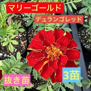 マリーゴールド フレンチマリーゴールド デュランゴレッド 抜き苗 3苗②