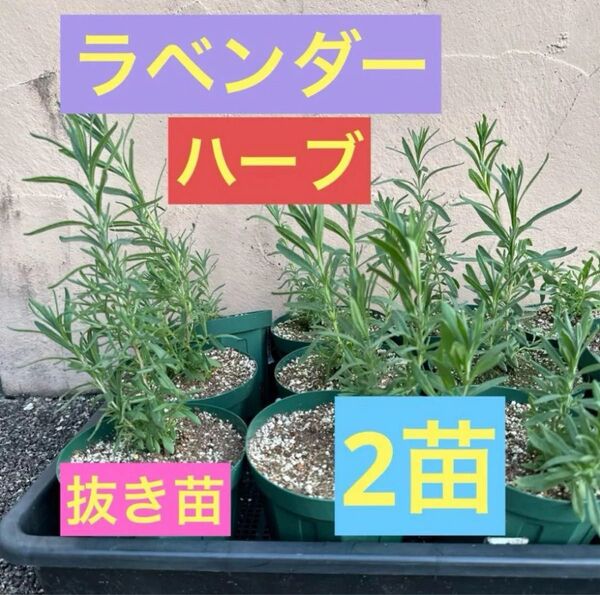 ラベンダー ハーブ 抜き苗 2苗⑨