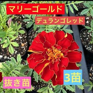 マリーゴールド フレンチマリーゴールド デュランゴレッド 抜き苗 3苗③