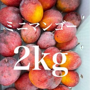 ミニマンゴー2kg