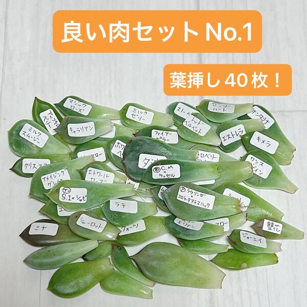 多肉植物 良い肉セットNo.1