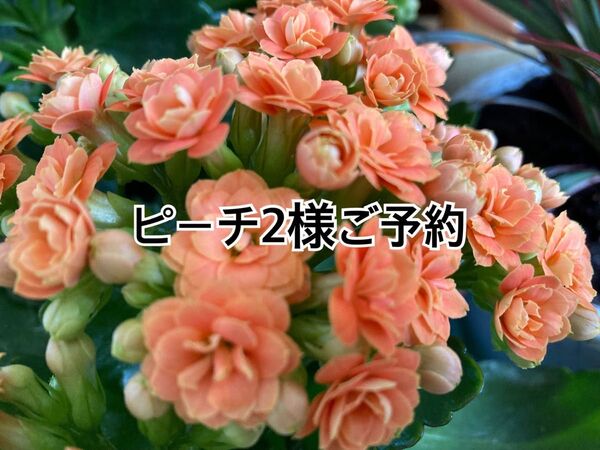 ピーチ2様ご予約 ハンドメイド ネコちゃん型ぺたんこポーチ2点セット