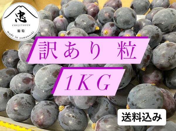 訳あり巨峰 1キロ粒 摘み落とし 産地直送