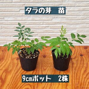 トゲなしタラの芽 9cmポット苗 2株セット (タラノキ)