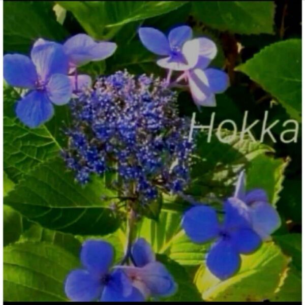 紫陽花 ガクアジサイ 紫 抜き苗 到着後水揚げお願いします
