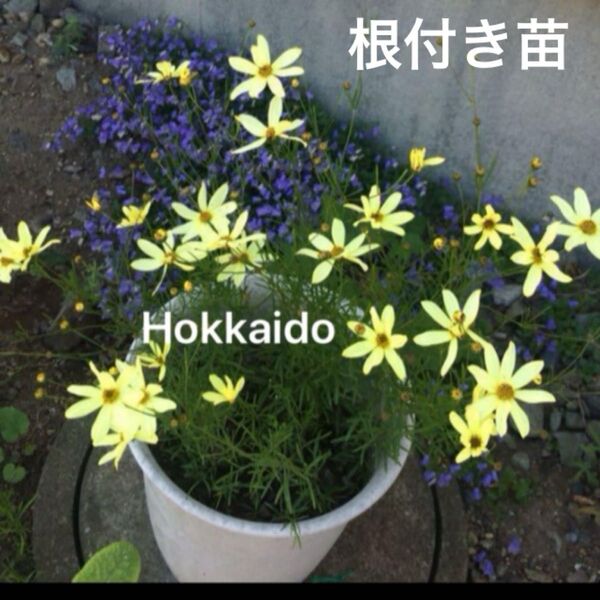 夏の花 コレオプシス バーティシラータ ムーンビーム 抜き苗 宿根草 水揚げ必須!