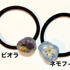 ②コロンと小石のようなヘアゴム ネモフィラ ビオラ ドライフラワー ハンドメイド