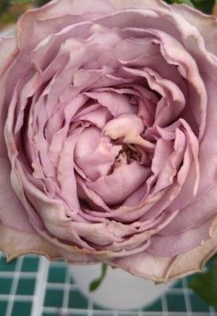 バラ苗 バラ挿し木