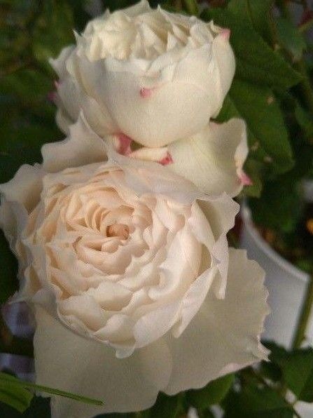 バラ苗 和バラ バラ挿し木