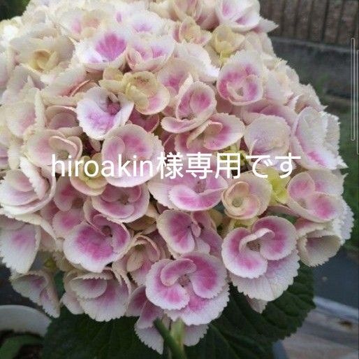 紫陽花 希少くるくる3苗挿し木