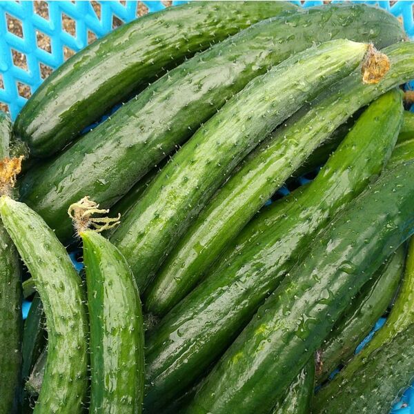 ネコポス じぃじの新鮮野菜 きゅうりのみ