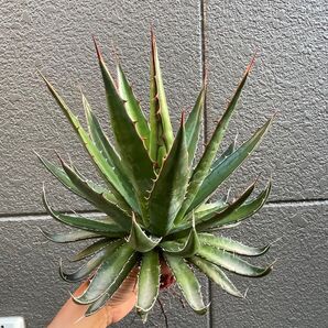 アガベ ホリダ ペロテンシス 大株 美苗