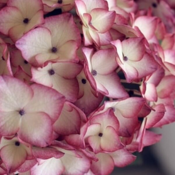 珍しい 紫陽花 挿し穂 セット