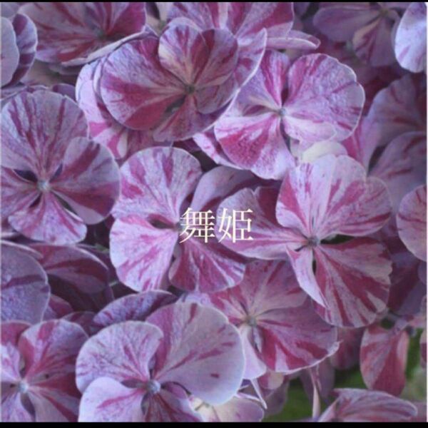 レア 紫陽花 舞姫 挿し穂 セット