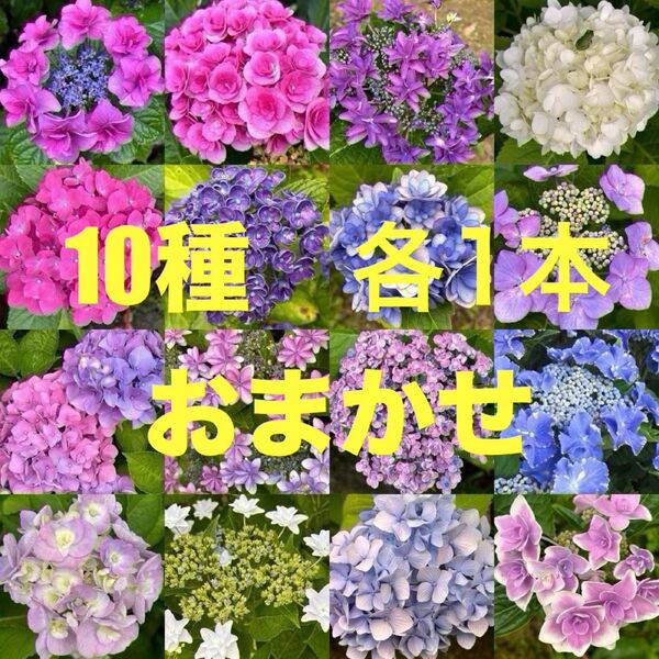 【穂先少なめ】紫陽花 挿し穂 挿木(10種×各1本)まとめ アジサイ あじさい
