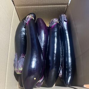 美味しいなす 80サイズ入るだけ