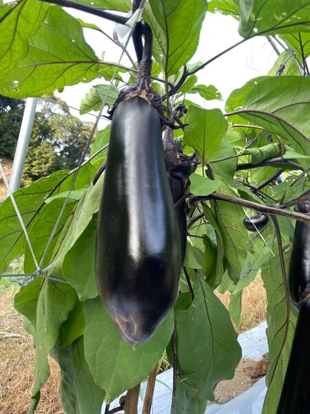 【期間限定特別価格】美味しいなす 80サイズ 5kg