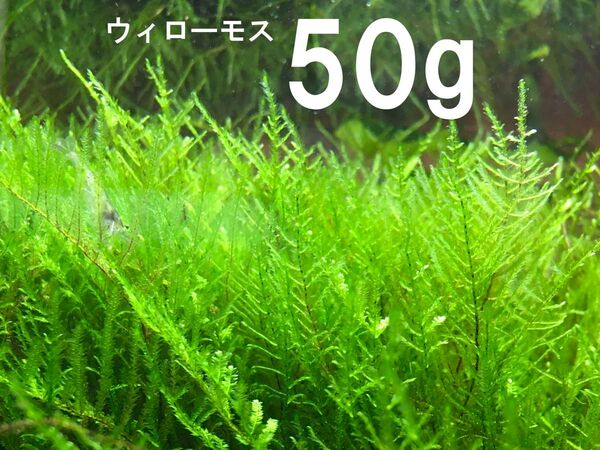 ウィローモス50g 無農薬スネール無し