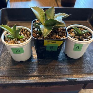 アガベ チタノタ オテロイ 実生苗3鉢セット