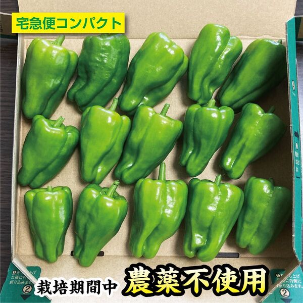 ピーマン 栽培期間中農薬不使用