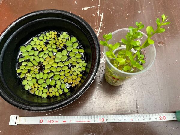 オオサンショウモ ウォーターバコパ 2種セット 水草 浮草