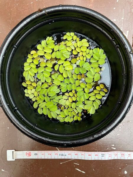 オオサンショウモ ウォーターバコパ 水草 浮草 2種セット