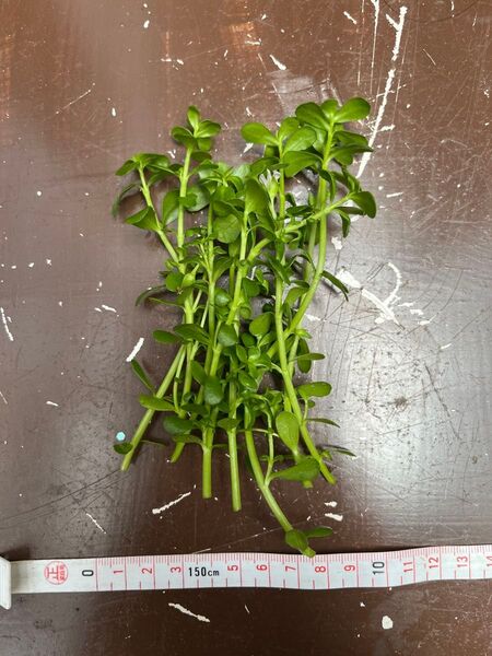 ウォーターバコパ10本 水草