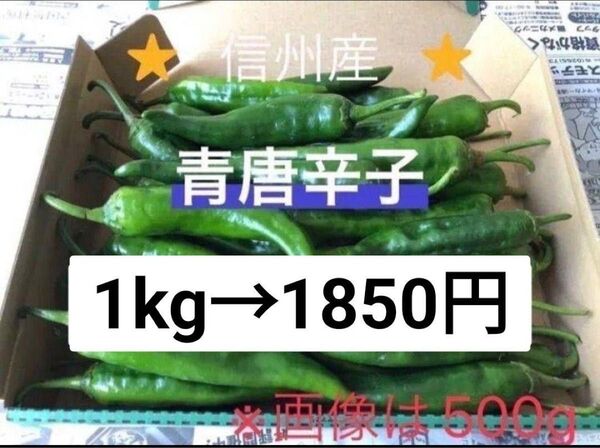 激辛青唐辛子 1kg 長野県産 信州 産地直送