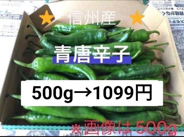 激辛青唐辛子 500g 長野県産 信州 産地直送