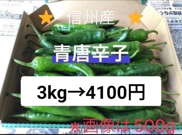 激辛青唐辛子 3kg 長野県産 信州 産地直送
