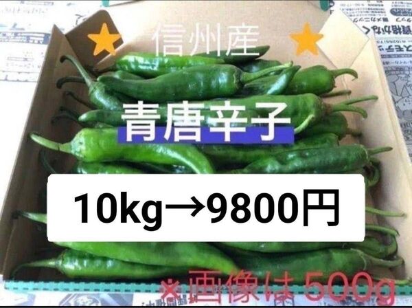 激辛青唐辛子 10kg 長野県産 信州 産地直送