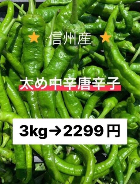 ★常温便★青唐辛子 中辛 太め 3kg 長野県産 信州 産地直送
