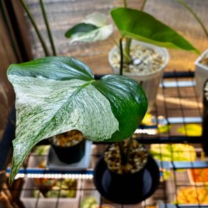 モンステラ ホワイトモンスター天津蘭 美斑入 Monstera Deliciosa White-Monster OC