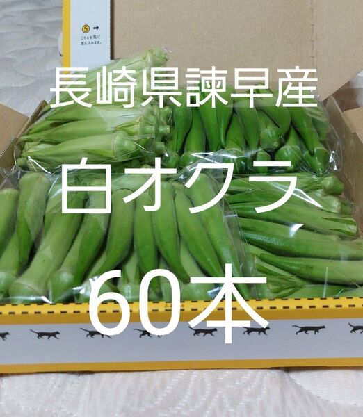 長崎県諫早産白オクラ60本