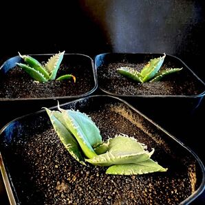 アガベ チタノタ ホオジロザメ "大白鯊" 3株 B