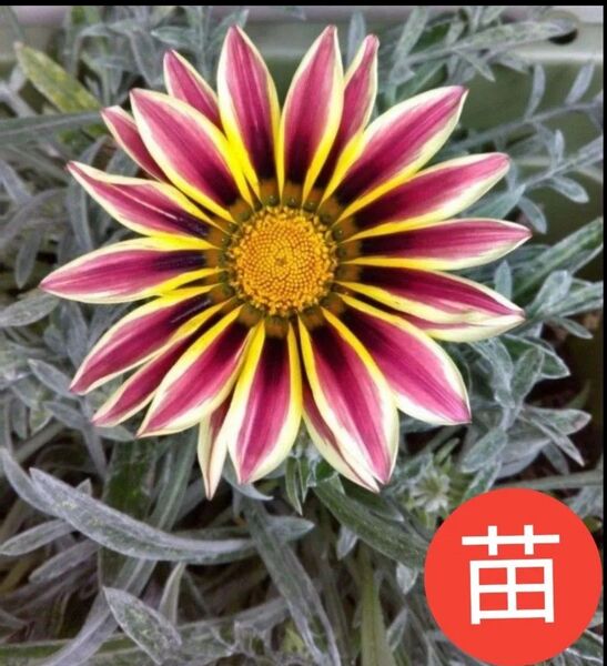 宿根草ガザニア (アズテック) 挿木苗 10苗