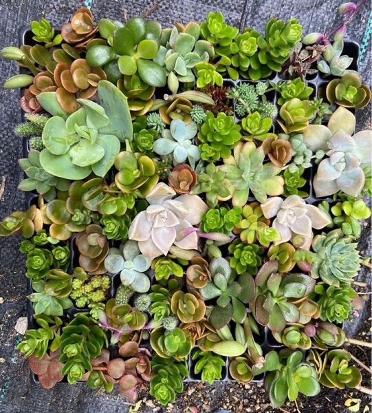多肉植物 カット苗 寄植え エケベリア セダムミックス苗 観葉植物 抜き苗718