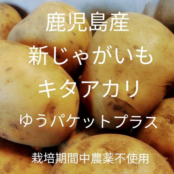 新じゃがいも キタアカリ 鹿児島産 栽培期間中農薬不使用 ゆうパケットプラスいっぱい