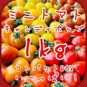 【まるで宝石箱】ミニトマト 1kg 美味しい野菜①