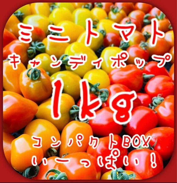 【まるで宝石箱】ミニトマト1kg 美味しい野菜⑭