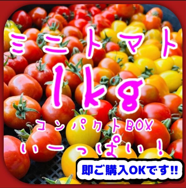 【※お得なセット※】ミニトマトMIX 1kg 美味しい野菜①