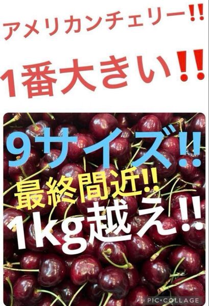 アメリカンチェリー 1kg越え
