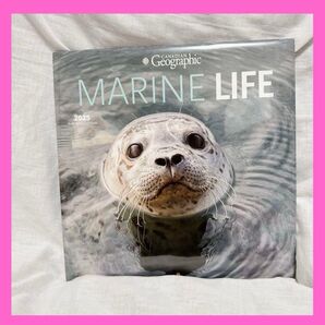 ★2025年 海洋生物 カレンダー 30.5×61cm 動物カレンダー コラージュ DIY インテリア