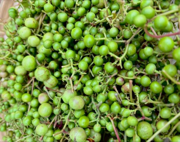 【天然サプリ自然の力】馬ぶどう 野葡萄 青い実500g