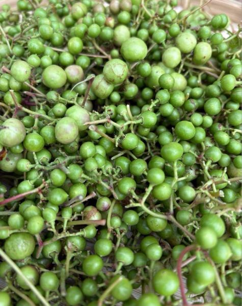 【天然サプリ自然の力】馬ぶどう 野葡萄 青い実500g
