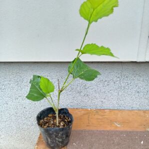 マルベリー苗木②