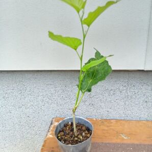 マルベリーの苗木 ③