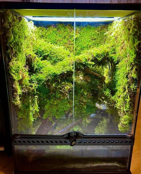 エキゾテラ4560 イモリウム 苔テラリウム レイアウト 制作受付